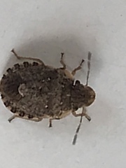 Sciocoris sideritidis