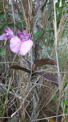 Comparettia macroplectron