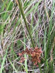 Juncus roemerianus
