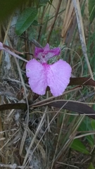 Comparettia macroplectron