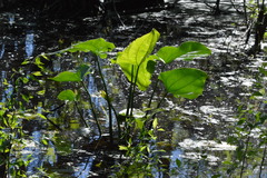 Echinodorus