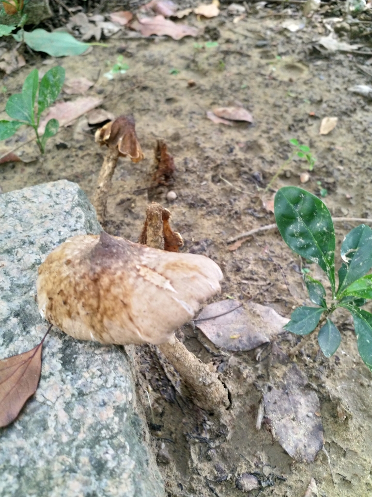 Termitomyces eurrhizus