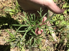 Delphinium carolinianum