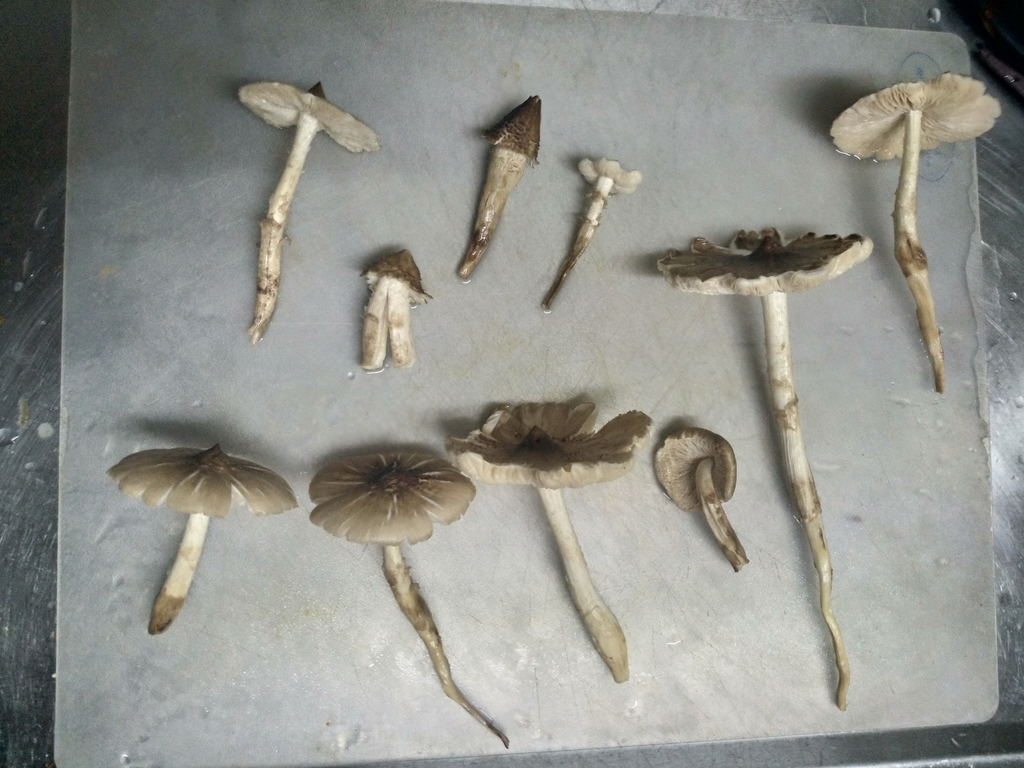 Termitomyces eurrhizus · July 2023 · photo: © justinyeh (iNaturalist, cc-by)