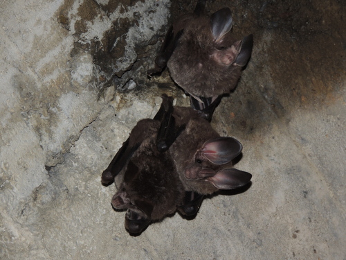 Big-eared Woolly Bat