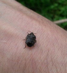 Holcogaster fibulata