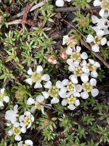 Littleleaf pixiemoss (Pyxidanthera brevifolia)