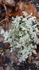 Stereocaulon saxatile