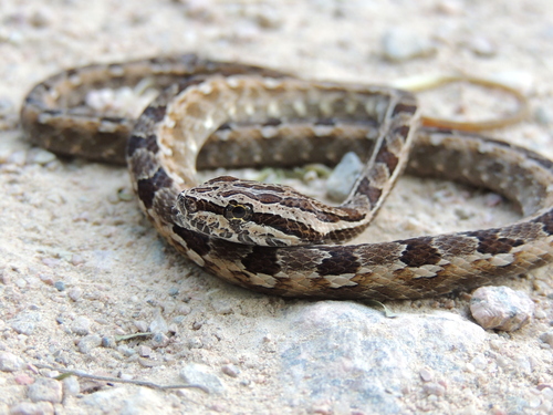 Serra Snake