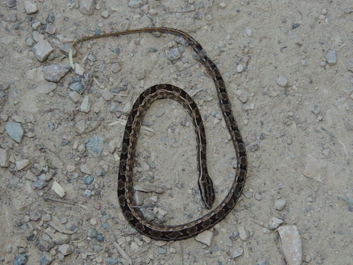 Serra Snake