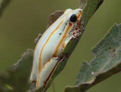 Marbled Reed Frog photo 5
