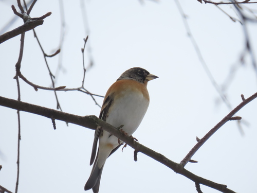 Pinzón real (Fringilla montifringilla)