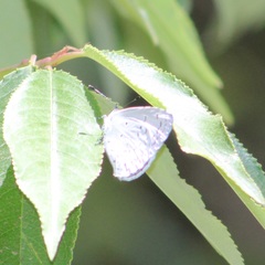 Celastrina echo gozora