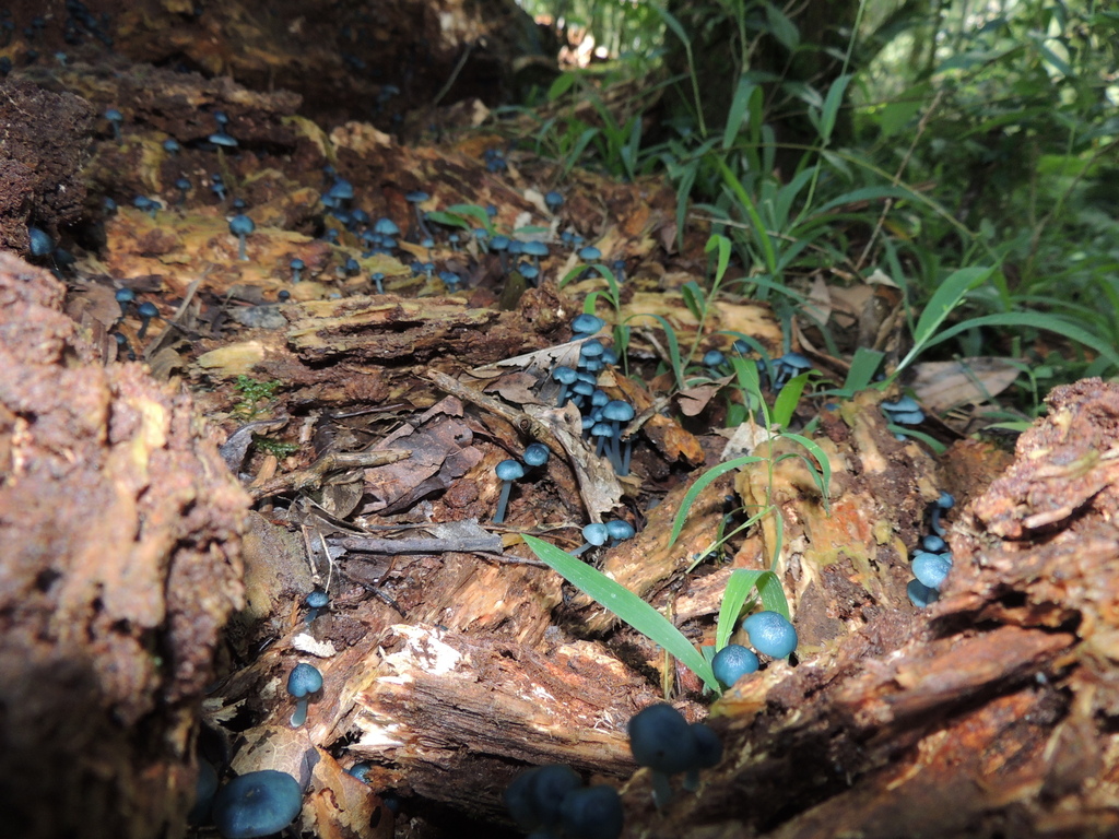 Clitocybula azurea · March 2013 · photo: © andre_ambrozio (iNaturalist, cc-by)