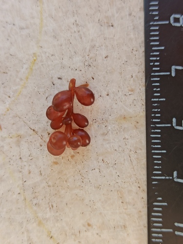 Botryocladia botryoides observed 2024-02-26