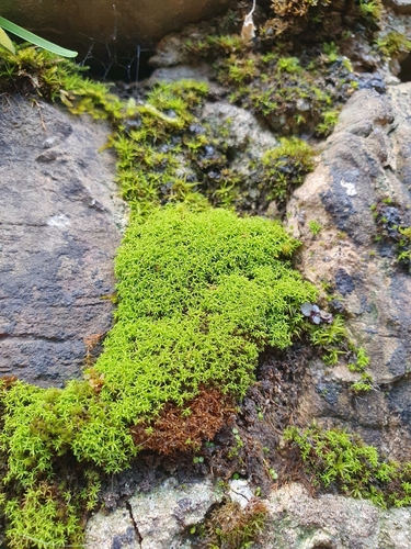 Image of Pseudocrossidium revolutum by no rights reserved