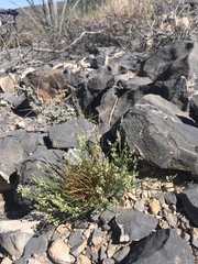 Polygala scoparioides