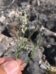 Polygala scoparioides