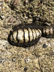Mopalioidea