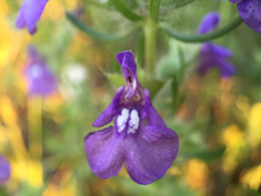 Salvia engelmannii