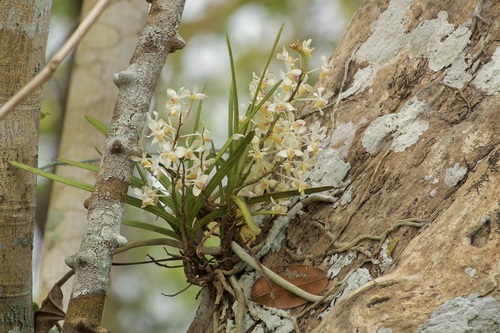 Foto de Orquídea