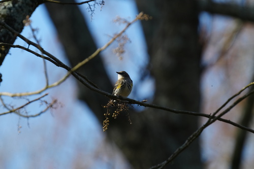 Myrtle Warbler photographed in Louisiana