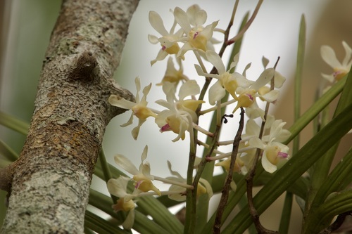 Foto de Orquídea