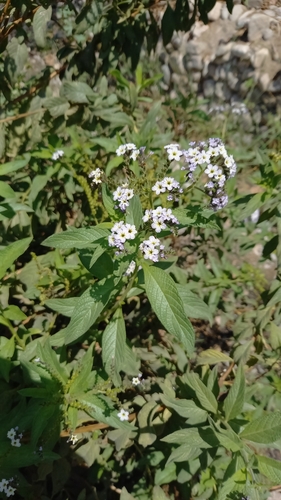 Image of Heliotropium arborescens by (c) Thibaud Aronson, some rights reserved (CC BY-SA)