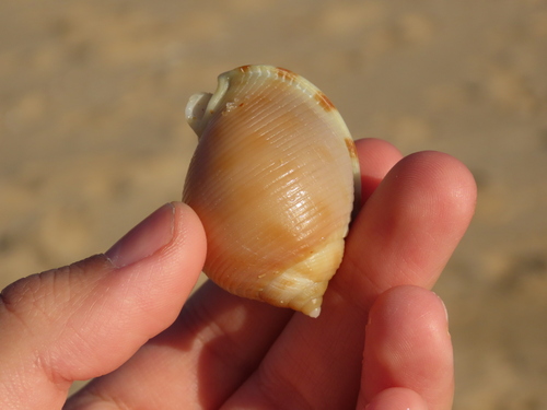 Semicassis saburon