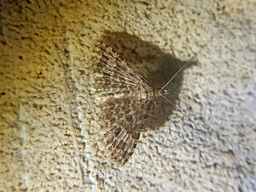 Alucita huebneri