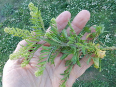 Lepidium austrinum