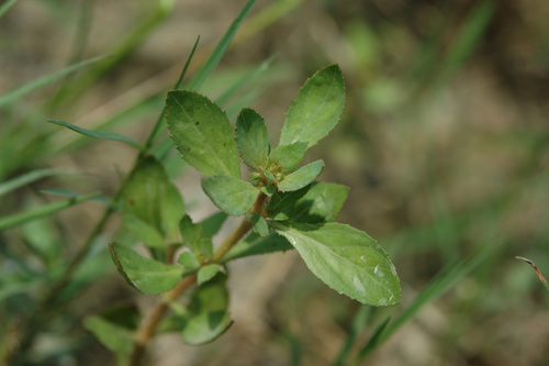 Bergia serrata iNat (1)