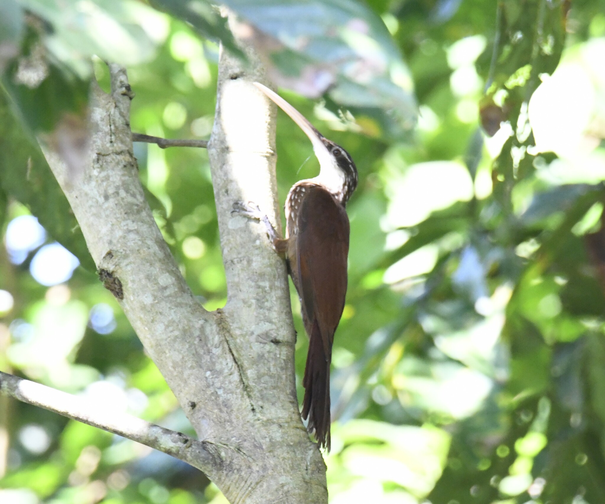 Long-billed Woodcreeper (Nasica longirostris), photo 7