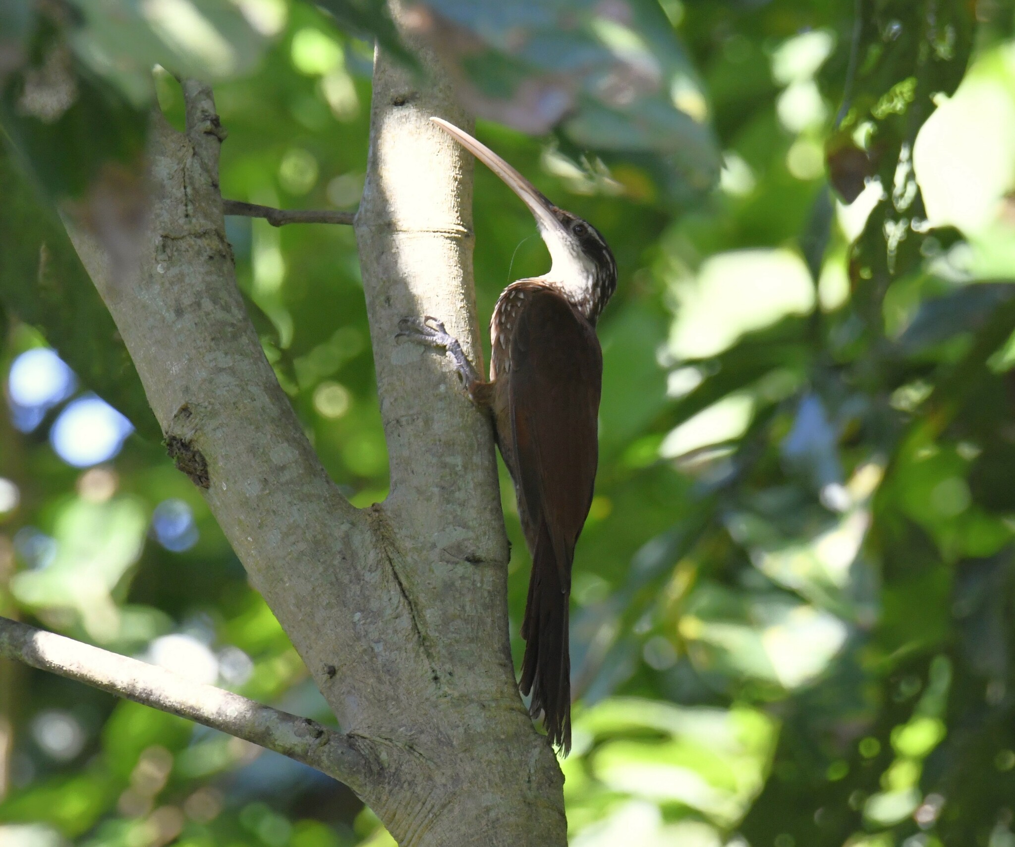 Long-billed Woodcreeper (Nasica longirostris), photo 4