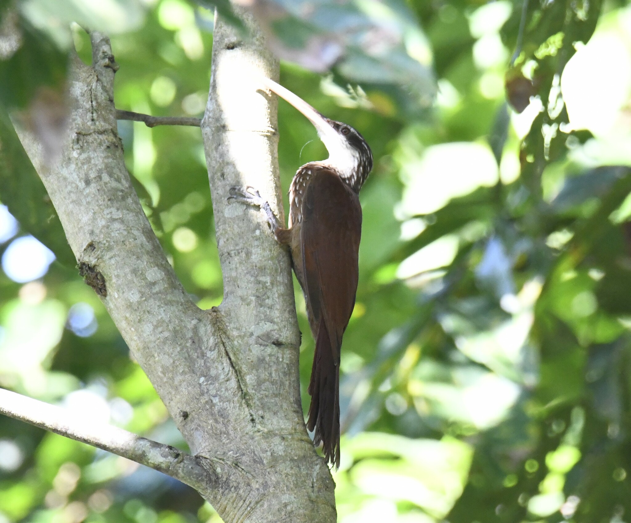 Long-billed Woodcreeper (Nasica longirostris), photo 8