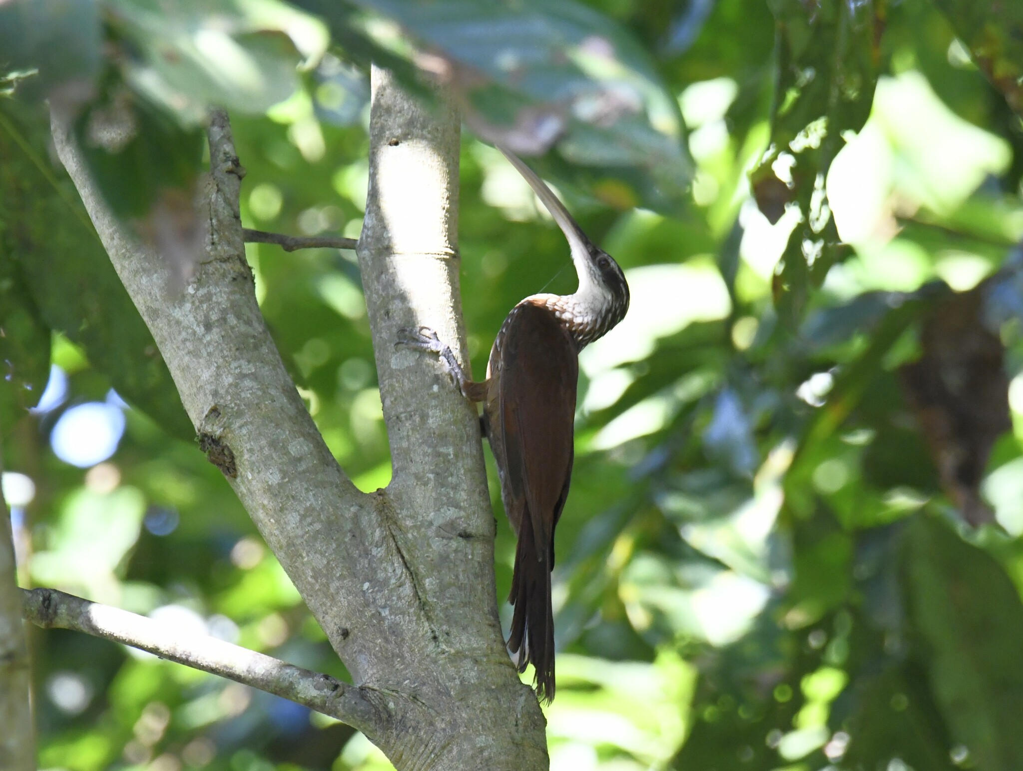Long-billed Woodcreeper (Nasica longirostris), photo 5