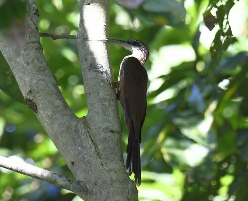 Long-billed Woodcreeper (Nasica longirostris), photo 8