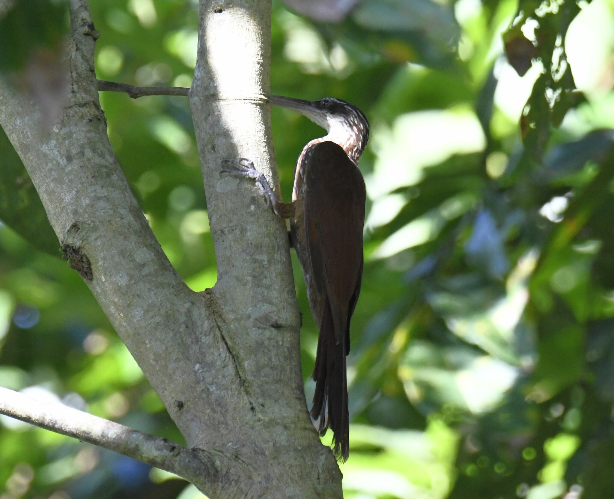Long-billed Woodcreeper (Nasica longirostris), photo 6
