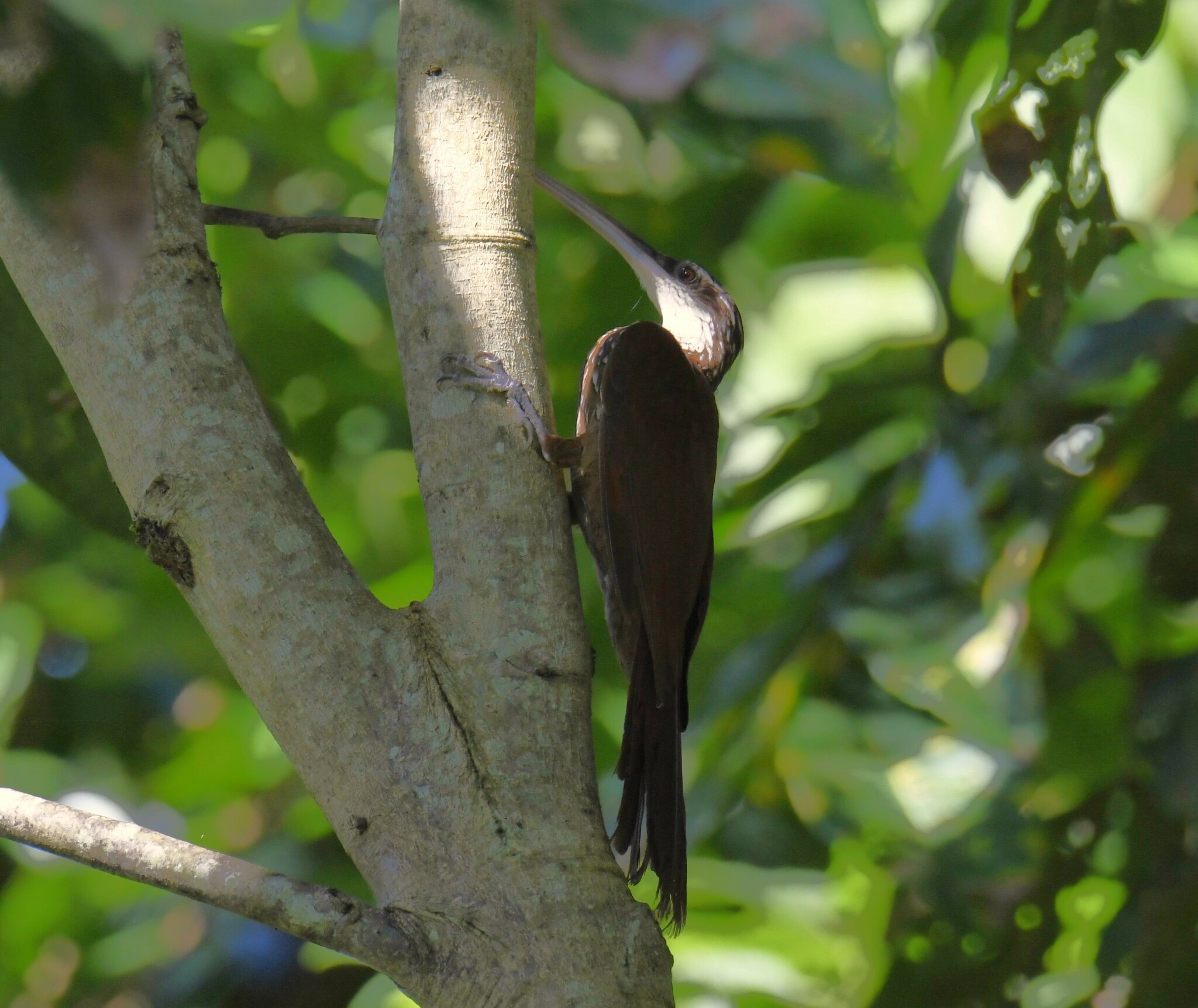 Long-billed Woodcreeper (Nasica longirostris), photo 9