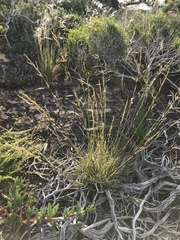 Melica imperfecta