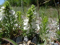 Teucrium laciniatum