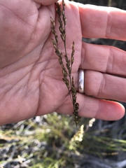Melica imperfecta