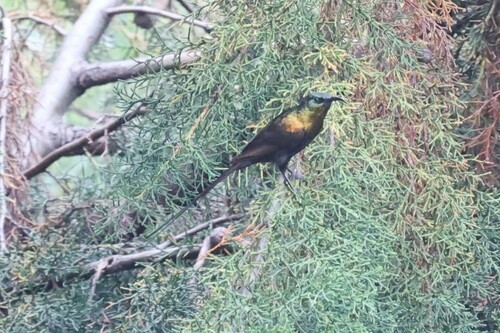 Bronze Sunbird (Nectarinia kilimensis), photo 9
