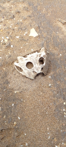 Argentina Horned Frog, Ceratophrys ornata