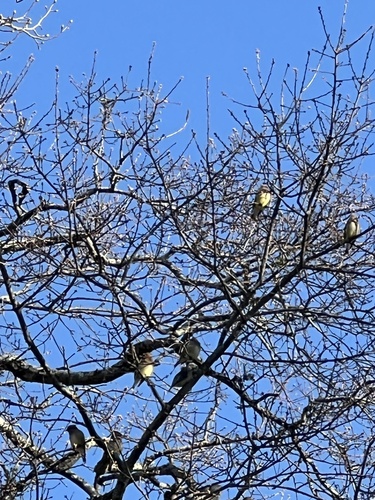 Cedar Waxwing photographed in Alabama
