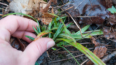 Carex granularis