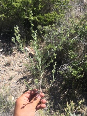 Lappula occidentalis occidentalis