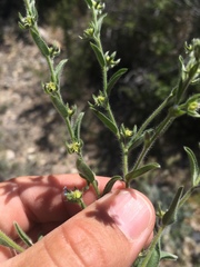 Lappula occidentalis occidentalis