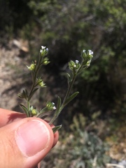 Lappula occidentalis occidentalis