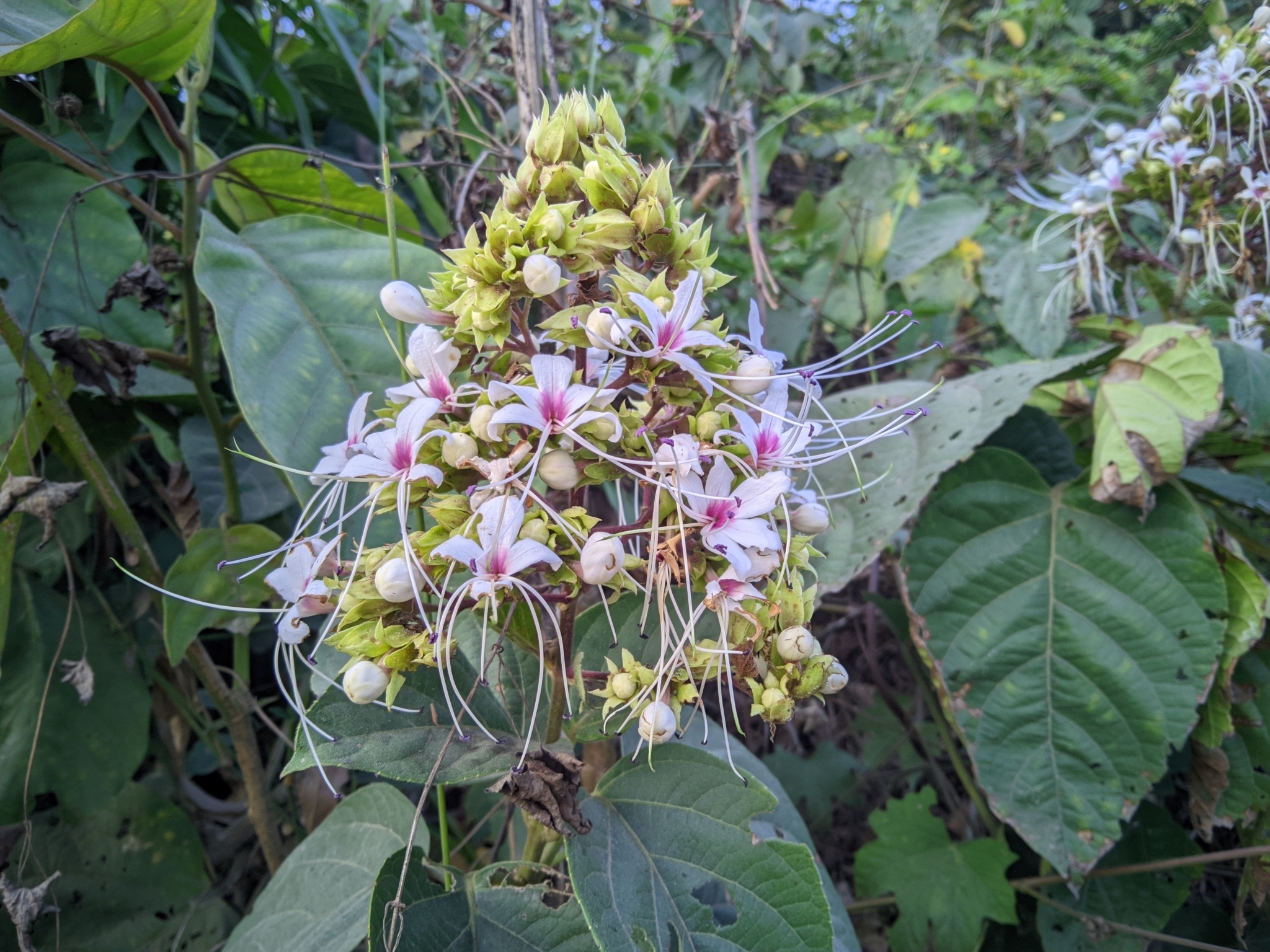 Imagem de Escova-de-macaco